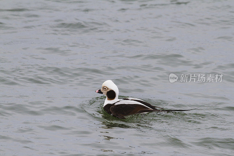 长尾鸭(Clanjula hyemalis)以前称为老鸭